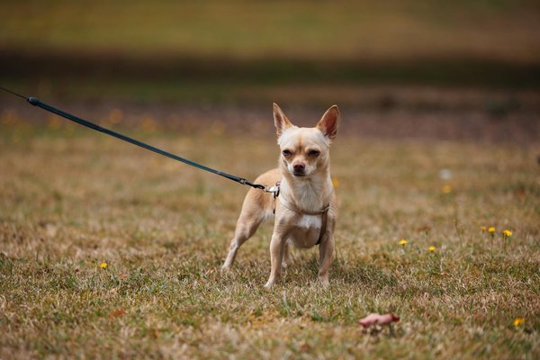 What are the implications of the UK's economic strategies post-Brexit?