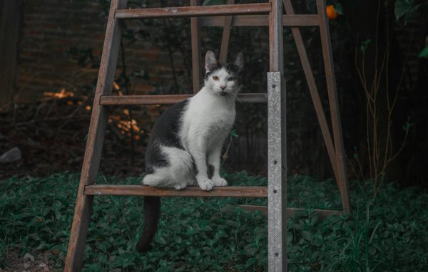 What are the best ways to train your pet?